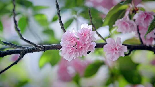 武汉小区花园里的樱花盛开