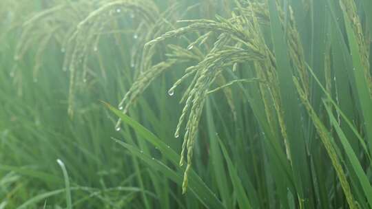 雨中的稻穗水稻特写雨露水珠田野