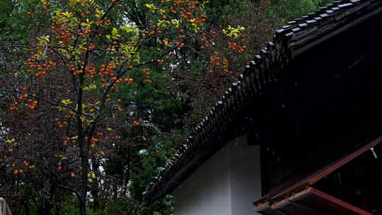 下雨天古风建筑前的柿子树