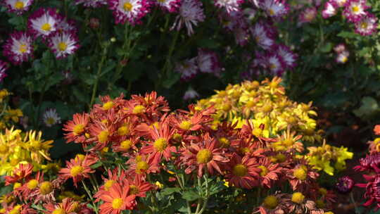 菊花/菊花节/赏菊