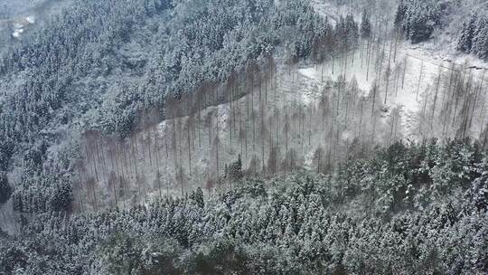 湖北利川钟灵山林场雪中美景水杉赋雪视频素材模板下载