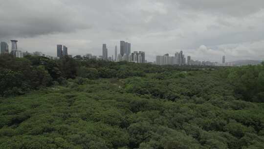 【4K】深圳湾红树林自然保护区中近景航拍