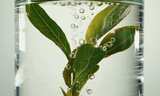 绿茶龙井 茶茶叶茶文化茶道茶艺泡茶喝茶高清在线视频素材下载