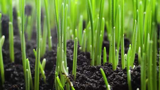 种子发芽 种子破土而出 植物生长延时视频素材模板下载