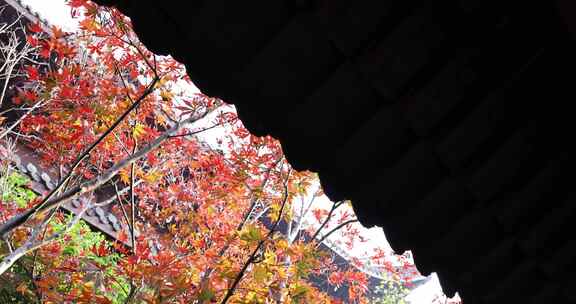 秋天江南古风建筑旁色彩鲜艳的枫叶