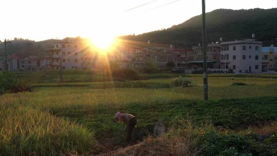 航拍秋天丰收金黄稻田4