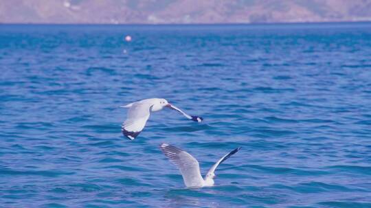 云南丽江泸沽湖海鸥翱翔升格视频视频素材模板下载