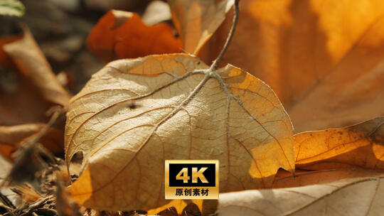 秋天树林/法桐枯叶