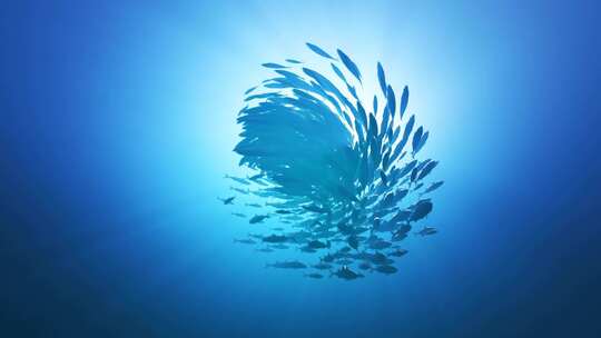 深海一群鱼海洋生物浩瀚海洋
