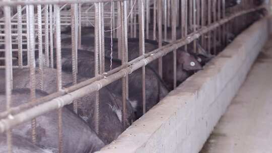 养殖厂养猪 黑猪视频素材模板下载