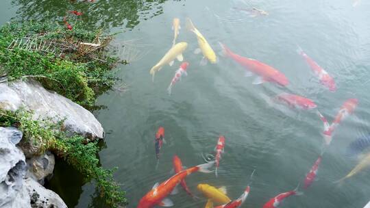 花园水池锦鲤鱼观赏鱼
