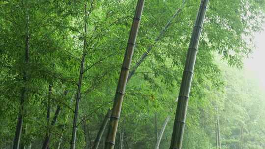 下雨天茂密的竹林枝叶繁茂生机勃勃的景象