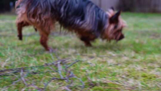 约克郡梗狗慢动作嗅草的特写镜头。