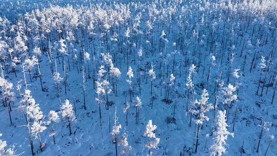 航拍林海雪原银色松林