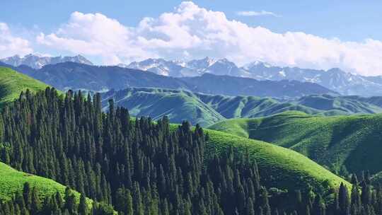 4K 雪山 草原 森林 新疆恰西
