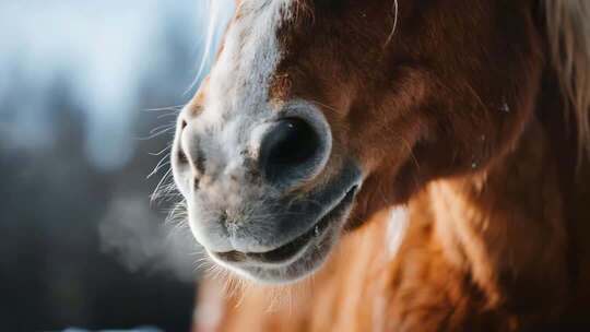 特写骏马鼻子与面部细节