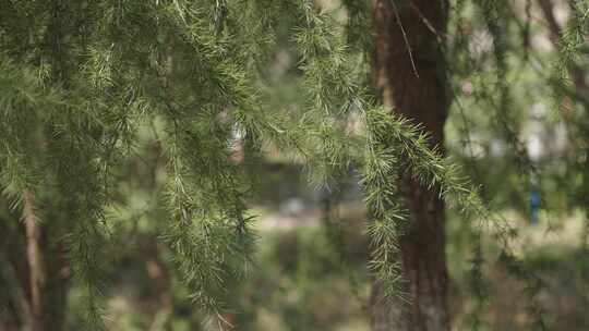 松树自然森林树木环境空镜运镜特写