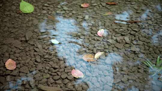 夏日雨季露珠实拍