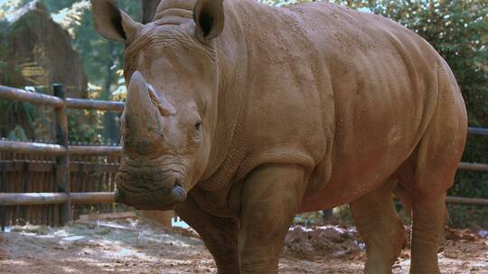 动物园犀牛视频红泥包裹的灰犀牛