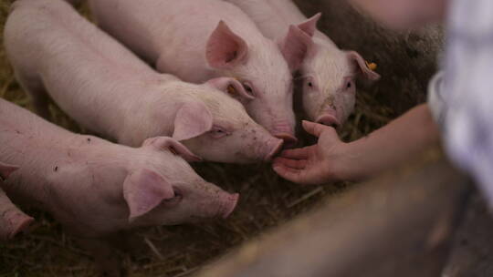 家畜农场的小猪视频素材模板下载