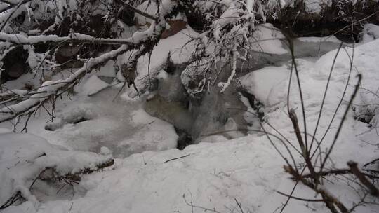 雪山海螺沟