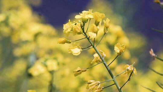 高清唯美蜜蜂采蜜油菜花特写素材视频素材模板下载