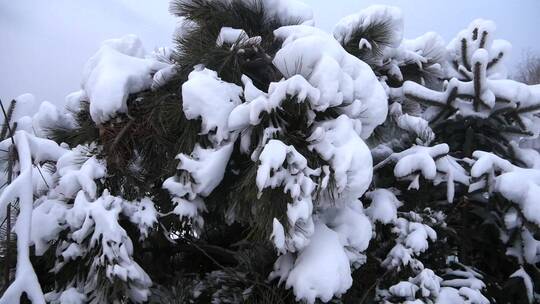 雪松 雪压树枝
