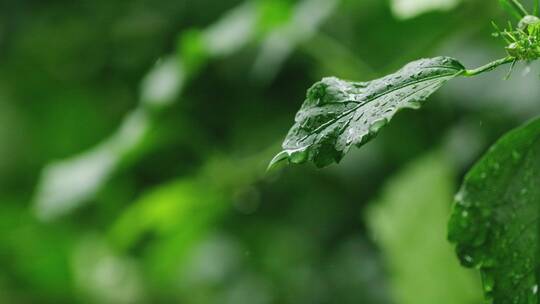 下雨天的叶片