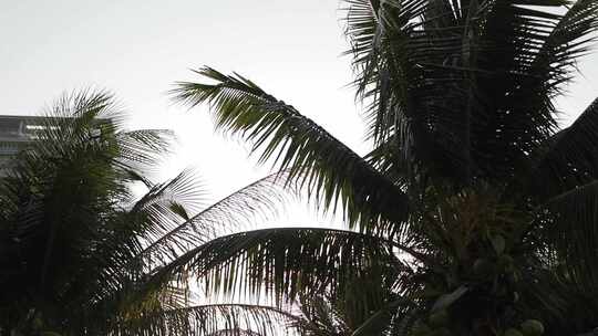 随风飘荡的椰子树