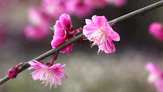 春天 梅花 花朵 植物 自然 盛开