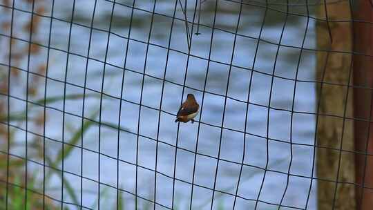 户外围栏铁丝网上的文鸟