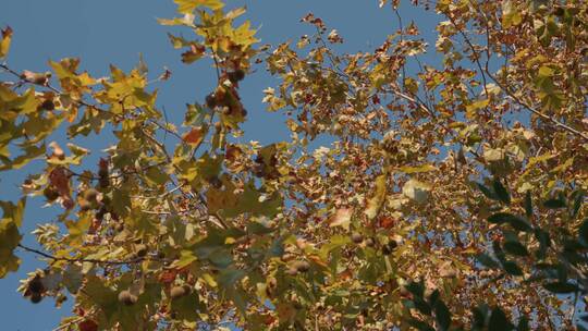秋天来了叶子黄了树木树叶 (9)