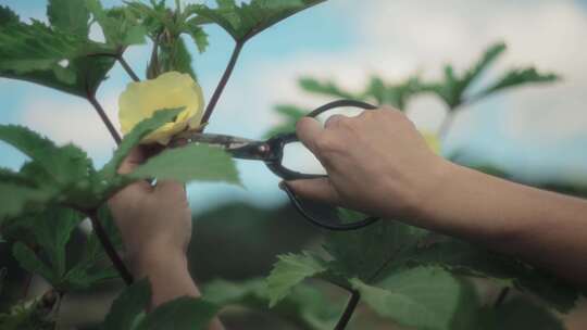 剪刀，女人，植物，修剪