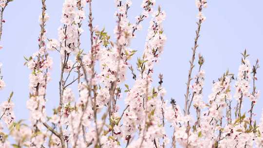 樱花 桃花 蜜蜂 田园 