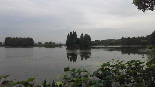 自然风光树枝树叶无锡太湖鼋头渚风景区实拍