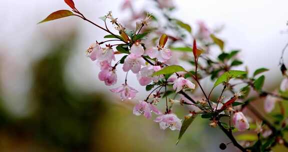 （慢镜）挂着雨滴的海棠花风中摇曳唯美治愈