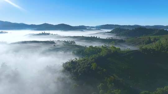 云雾缭绕的茶山