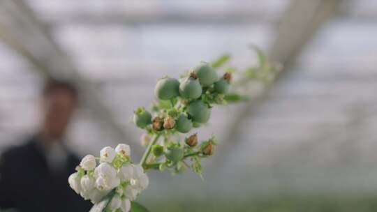 村支书给调研人员介绍蓝莓种植情况