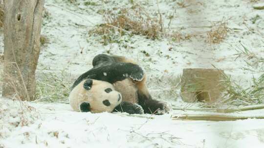 雪地玩耍的大熊猫