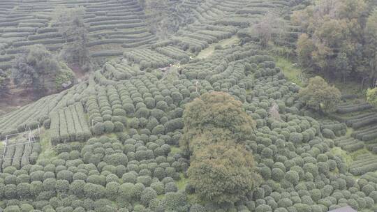 杭州西湖梅家坞茶园茶山