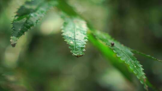 蕨类植物，雨林，丛林，绿色