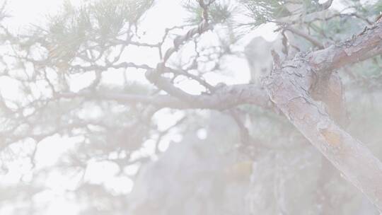 中式合院外景观水池假山假石