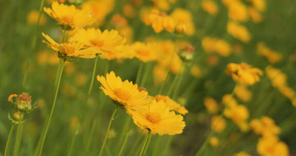 夏日阳光穿透花草手拂花朵