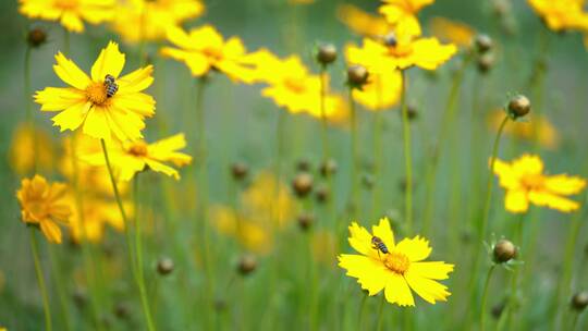 花园里采蜜的蜜蜂视频素材模板下载