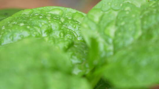 雨后叶子上的水珠实拍