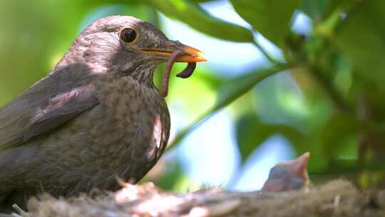 黑鸟在巢中哺育小鸟视频素材模板下载