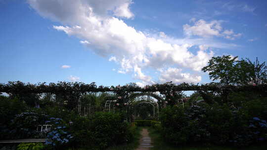 蓝天白云花园花海鲜花彩云云彩