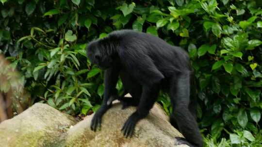 动物园里的黑猩猩视频素材模板下载