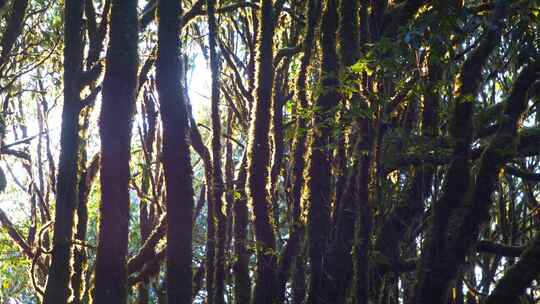 森林树林丛林光影变化