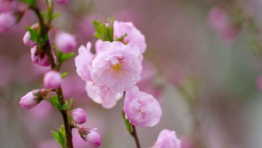 春花烂漫春天的桃花